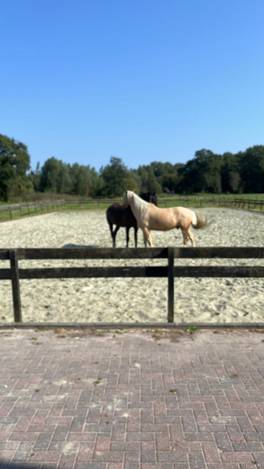 All-inclusive pensionstalling, Dieren en Toebehoren, Stalling en Weidegang, Weidegang