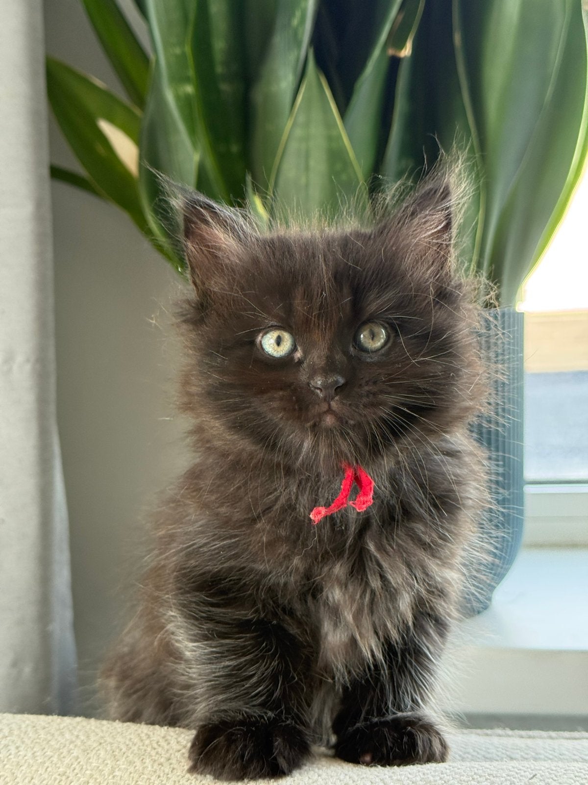 Prachtige lieve Ragdoll x Maine Coon kittens, Dieren en Toebehoren, Meerdere dieren, Ontwormd, 0 tot 2 jaar