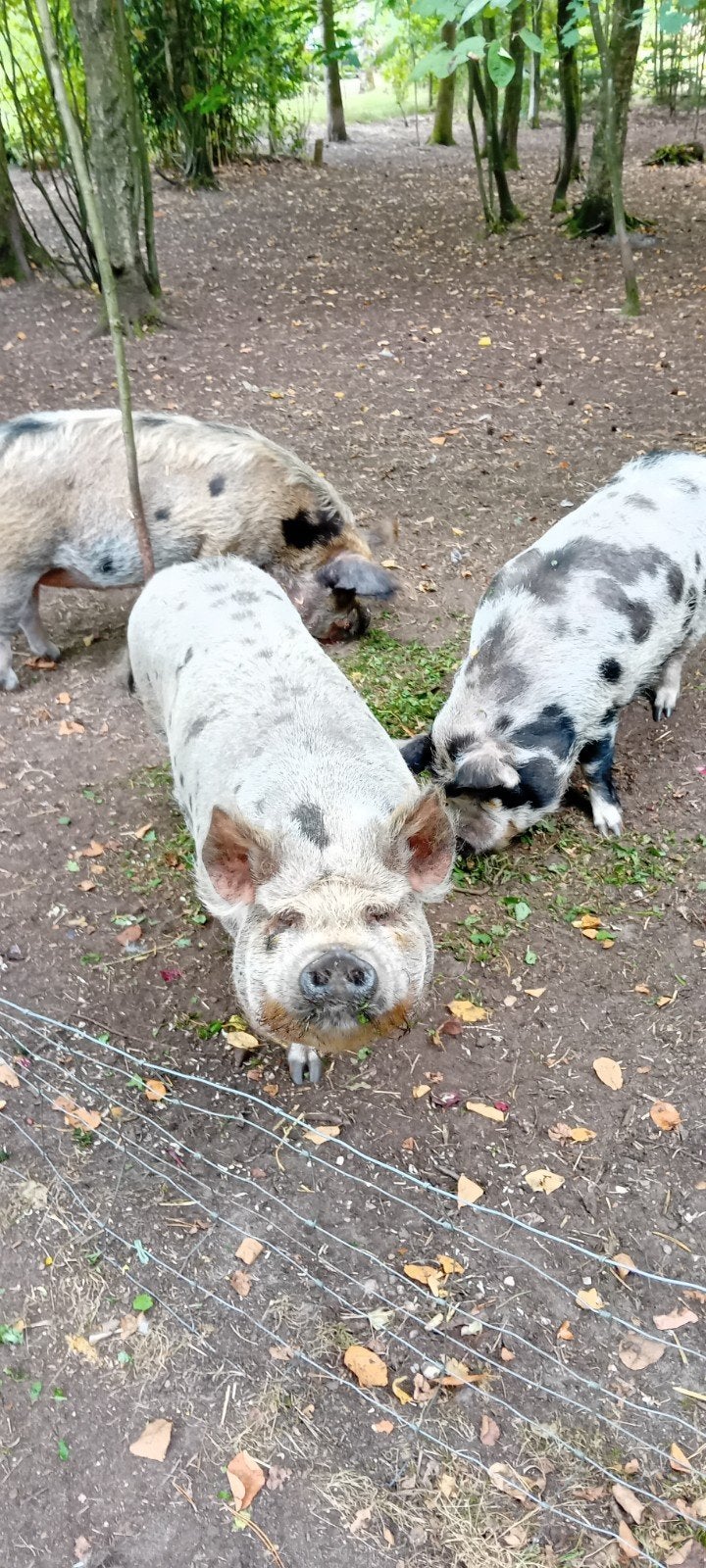 kune kune varkens, Meerdere dieren