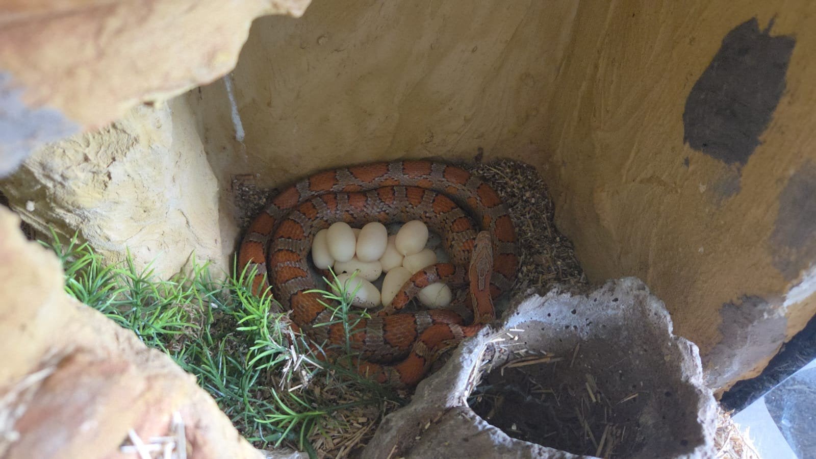 Koppel rattenslangen Rat Snake photo 7