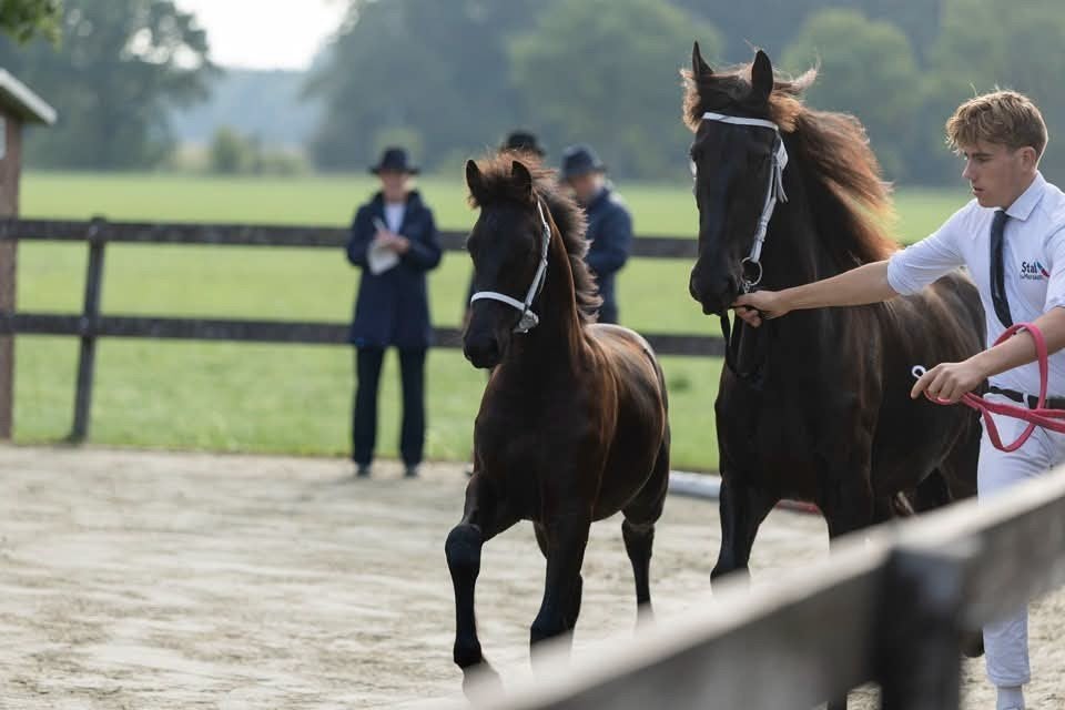 mooi, groot, lief, Fries hengstveulen, Dieren en Toebehoren