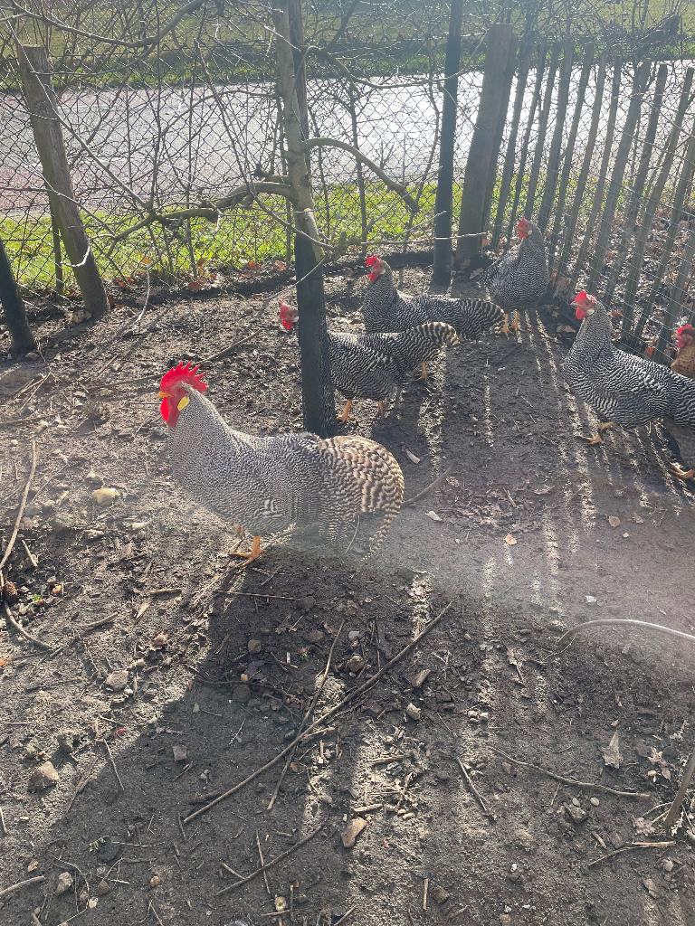Broedeieren gestreepte Leghorn, Dieren en Toebehoren, Pluimvee, Kip, Geslacht onbekend