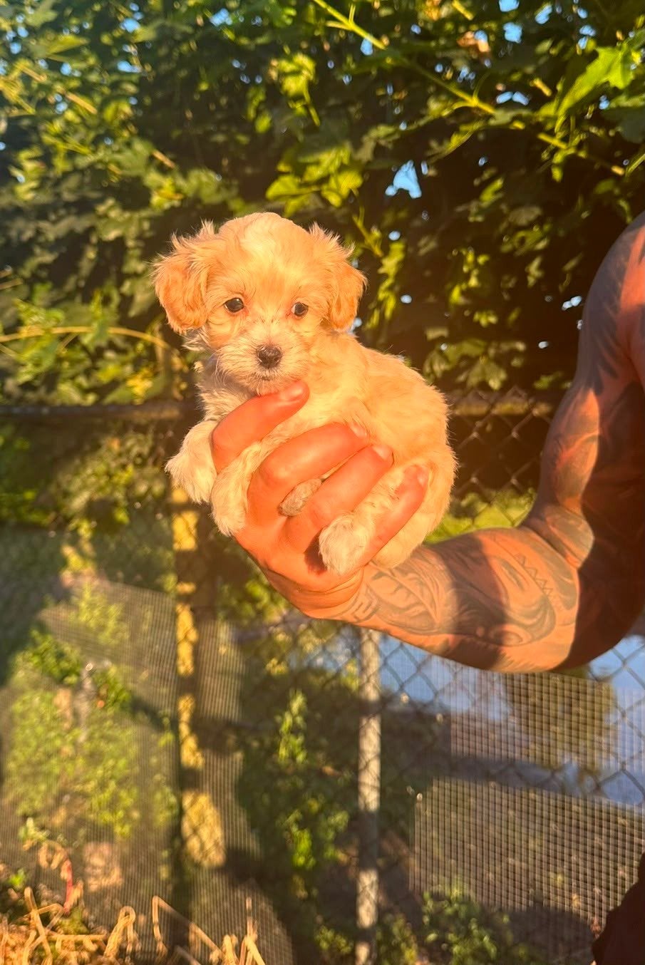 maltipoo pups F1 pups apricot, Dieren en Toebehoren, Honden | Niet-rashonden, CDV (hondenziekte), 8 tot 15 weken, Meerdere, Meerdere dieren