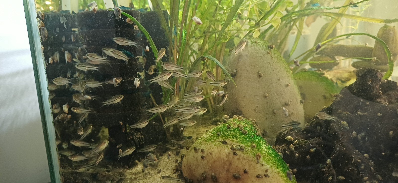 Corydoras pygmaeus, Dieren en Toebehoren, Vis, Zoetwatervis, Schoolvis
