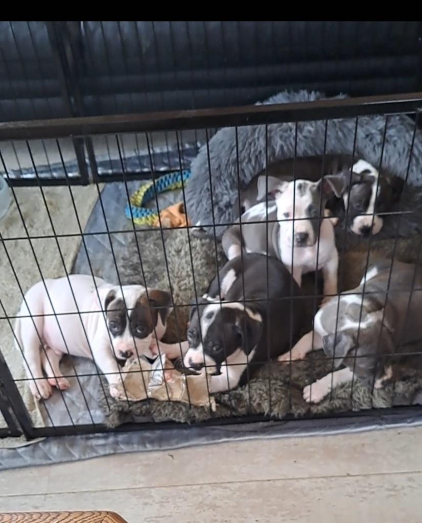 Presa canario/ pitbull puppies te koop, Dieren en Toebehoren, Parvo, 8 tot 15 weken, Eén hond, Nederland