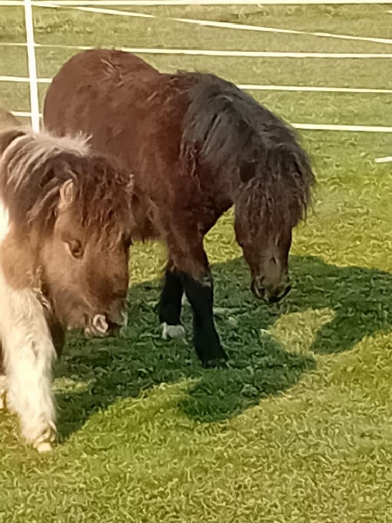 Zeer brave jaarling (nieuwe advertentie), Dieren en Toebehoren, Merrie, Niet van toepassing, A pony (tot 1.17m), 0 tot 2 jaar