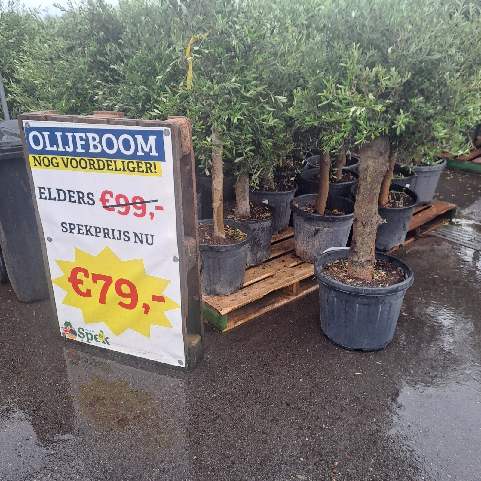 Prachtige dikke olijfbomen bij Tuincentrum van der Spek, Ophalen