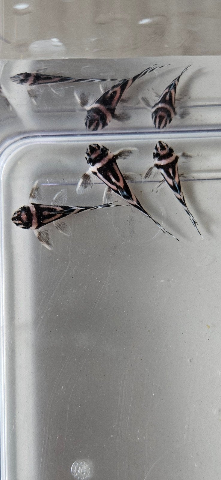 L46 zebra pleco

Fish available in si, Dieren en Toebehoren, Vis