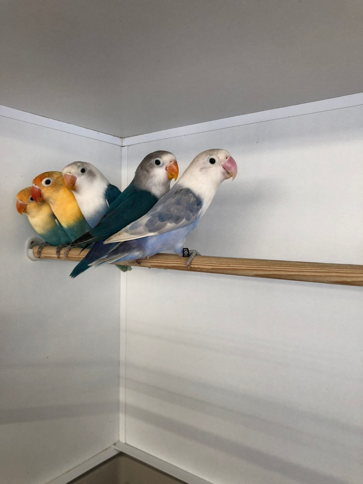 DIV kleuren fisheri,s, Dieren en Toebehoren, Meerdere dieren, Dwergpapegaai of Agapornis
