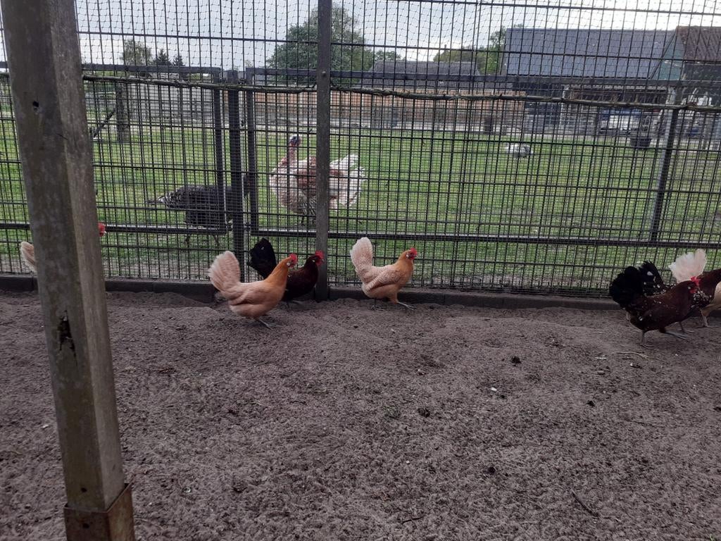 Krielkipjes Friese geelwitpel kuikens, Dieren en Toebehoren, Pluimvee, Meerdere dieren, Kip