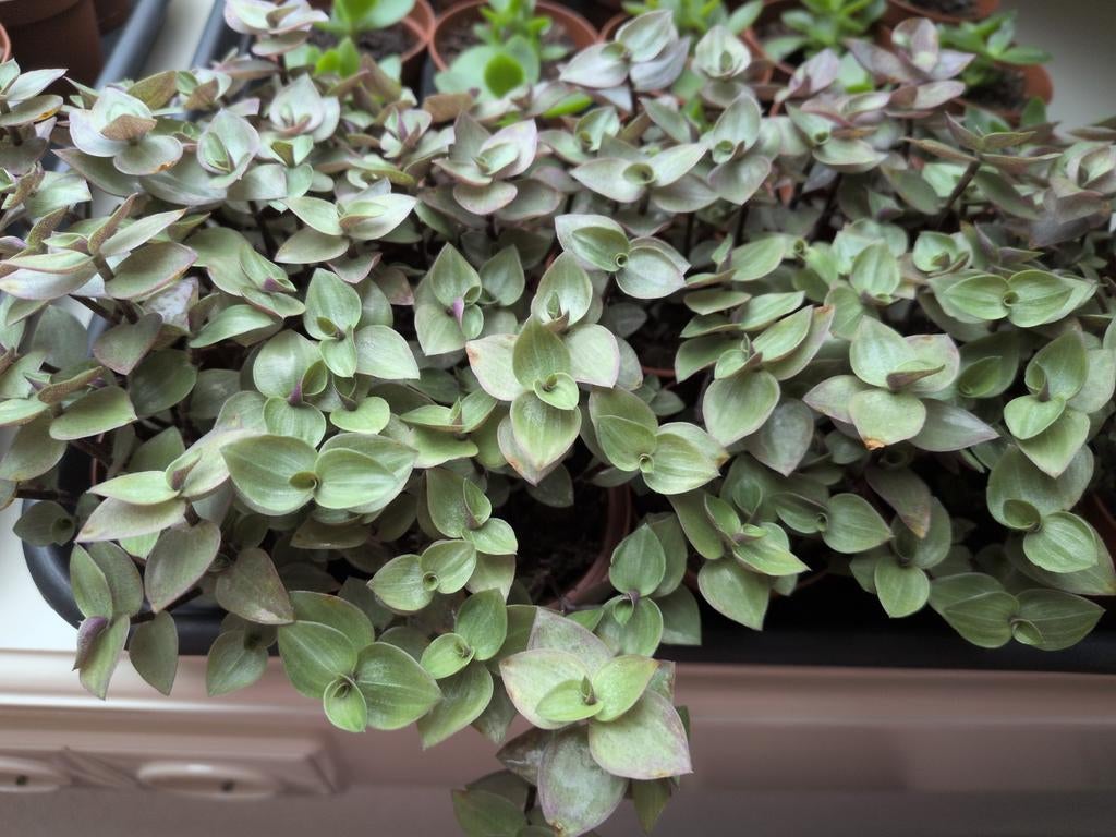 Schildpadplant (Callisia repens), Overige soorten, Minder dan 100 cm, Groene kamerplant, Halfschaduw