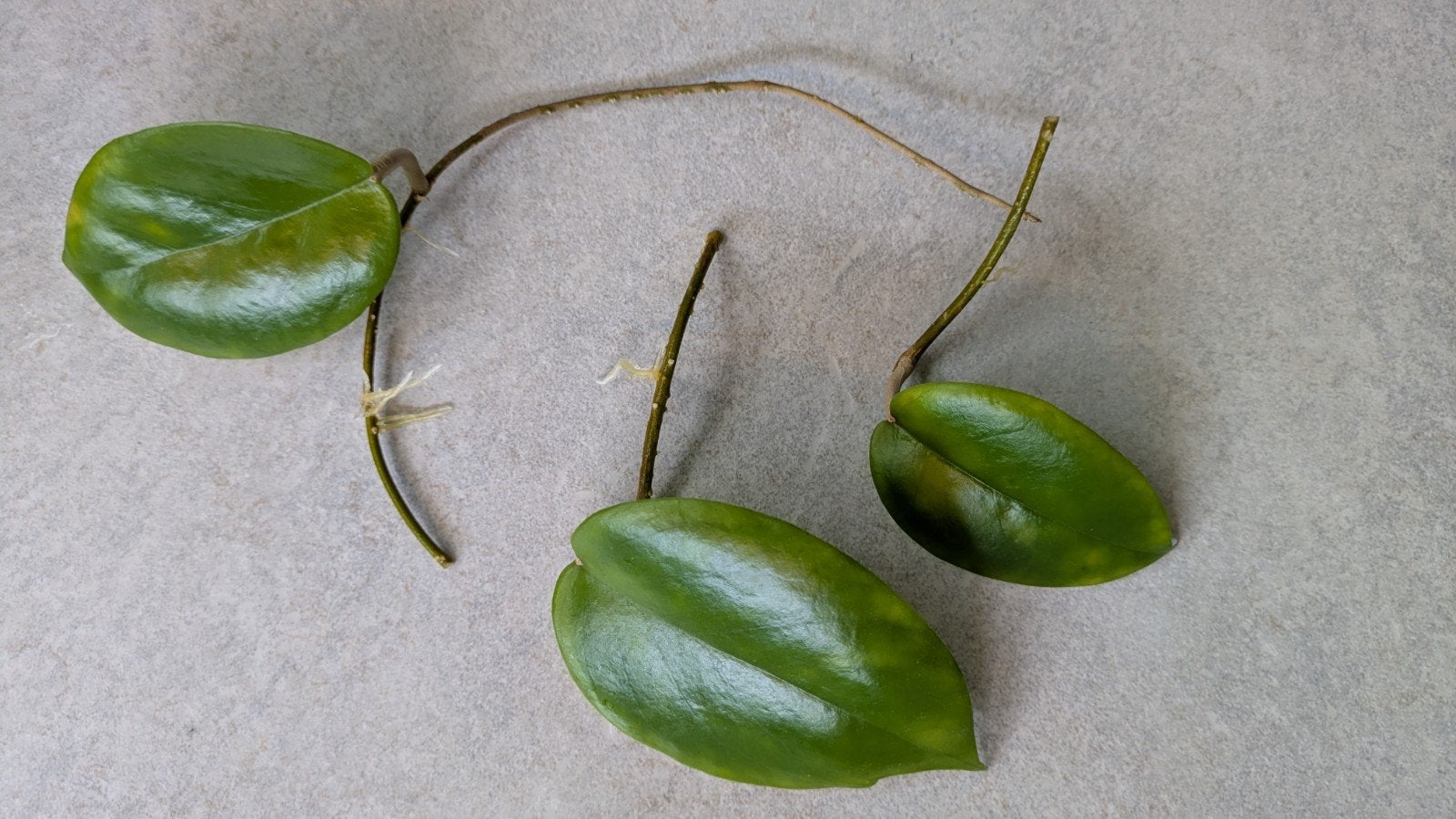 hoya cardiophylla stekken, Huis en Inrichting, Kamerplanten, Ophalen of Verzenden, Halfschaduw, Minder dan 100 cm