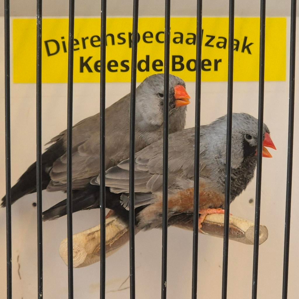 Koppel xl charcoal zebravinken, Meerdere dieren, Geringd