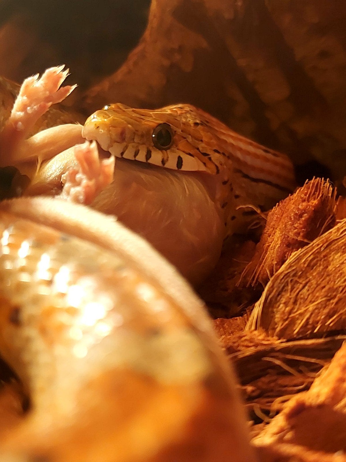 Rode Korenslang Corn Snake photo 3