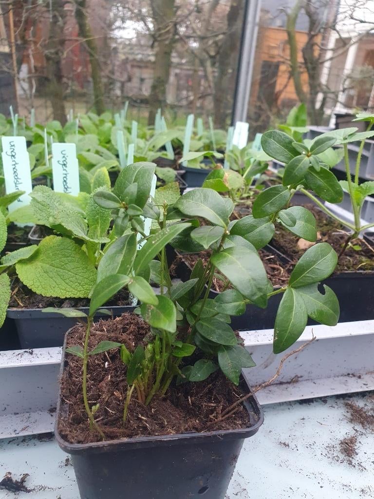maagdenpalm, Tuin en Terras, Ophalen, Bodembedekkers, Volle zon, Vaste plant