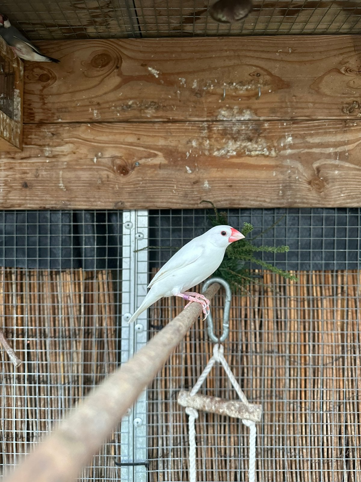 Rijstvogels 7x, Dieren en Toebehoren, Meerdere dieren