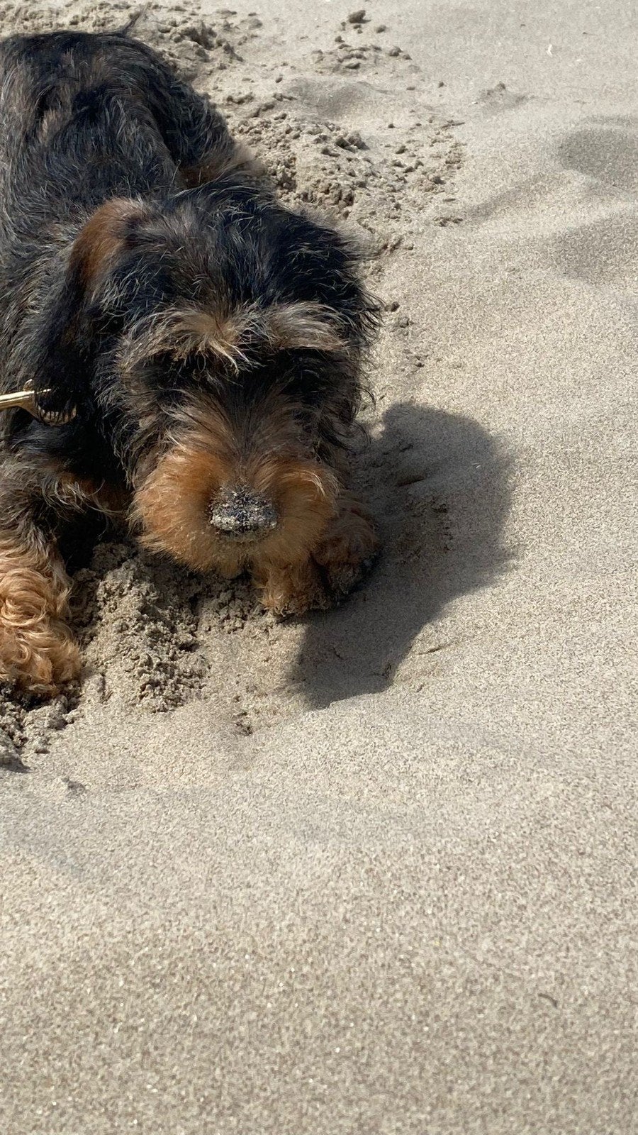 Te koop puppy teckel ruwhaar, Parvo, 15 weken tot 1 jaar, Reu, Dwerg