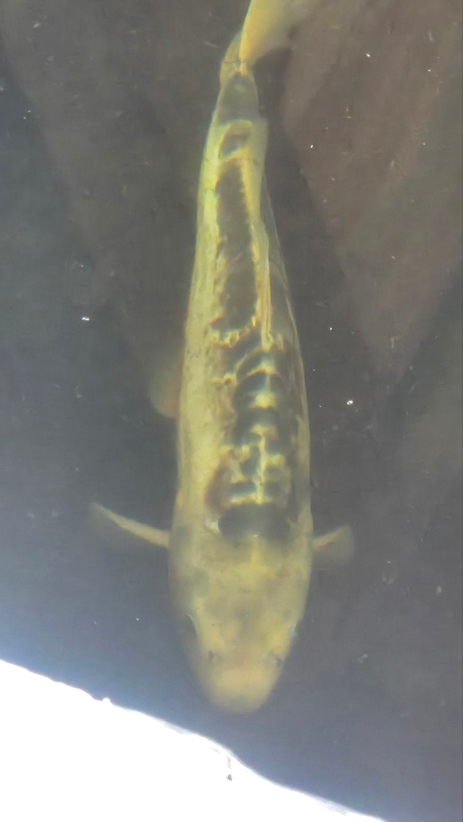 Koi karper, Dieren en Toebehoren, Karper of Koi