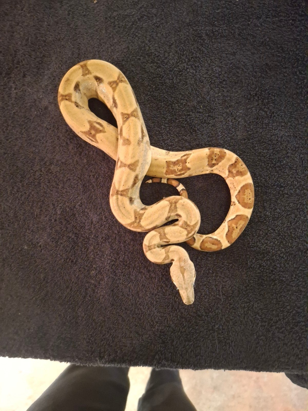 Boa Constrictor Imperator Boa Constrictor photo 10