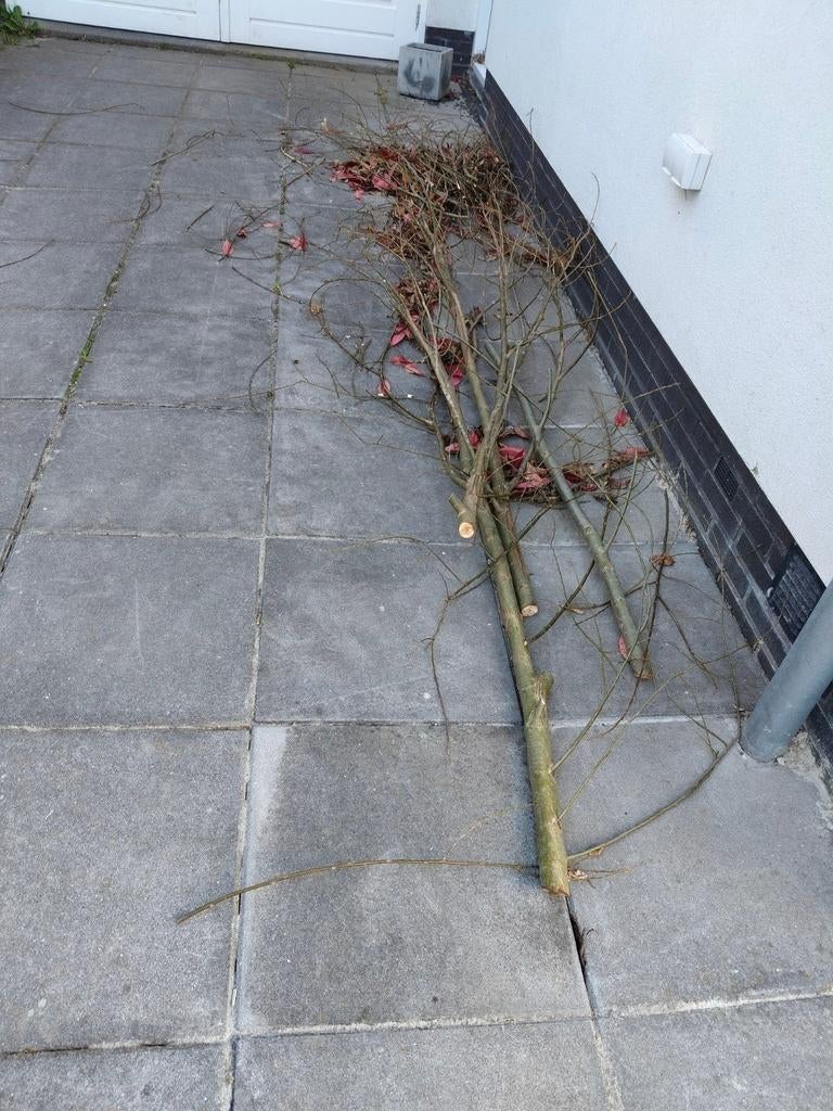 Laatste paar wilgentakken, Tuin en Terras, Planten | Bomen, Bloeit niet, Overige soorten, Minder dan 100 cm, Ophalen