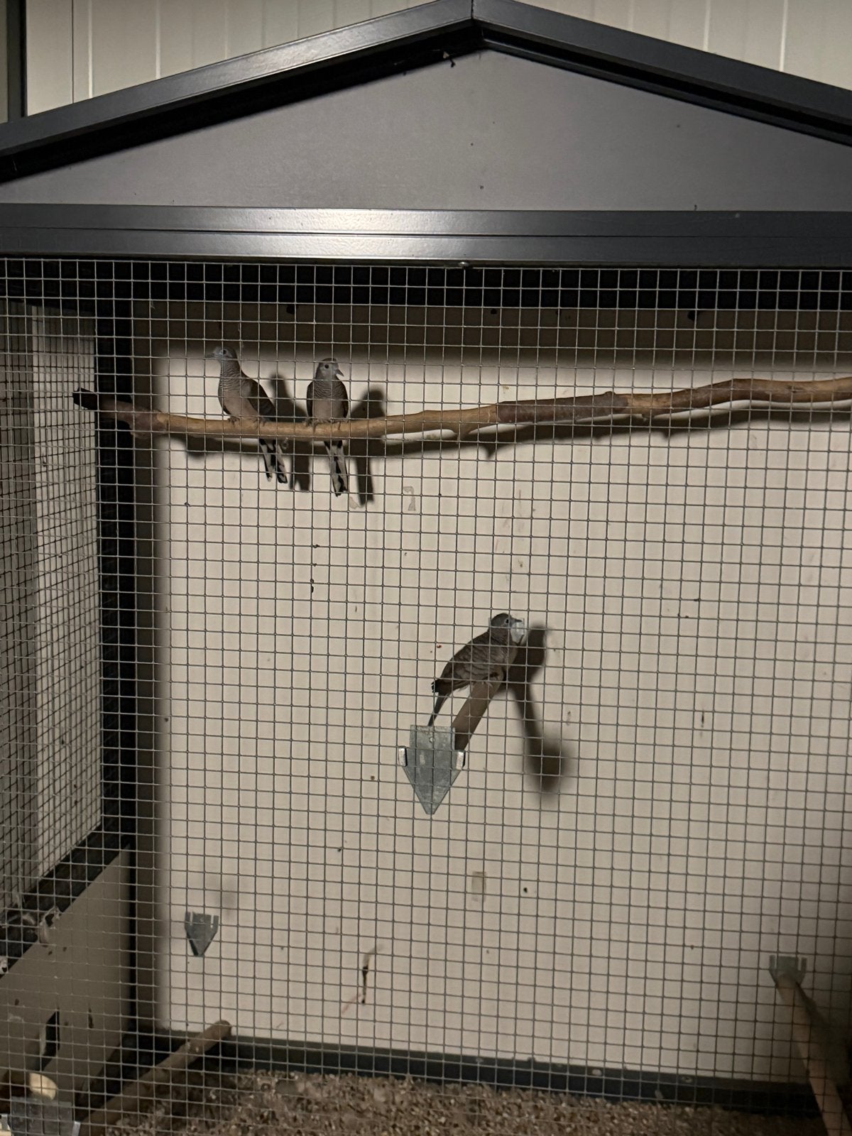 Vredesduifje, Meerdere dieren, Geringd