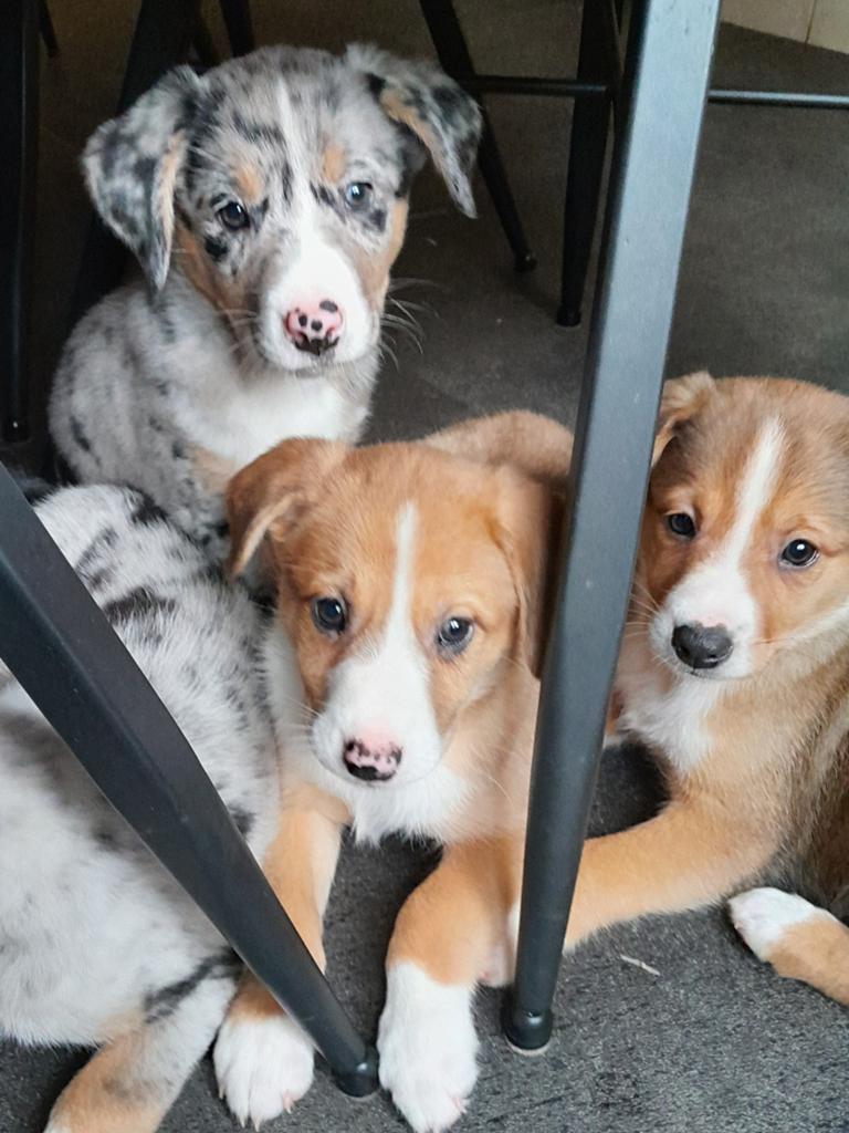 Unieke Kruising sennenhond x australian shepherd pups, 8 tot 15 weken, Meerdere, Meerdere dieren, Nederland