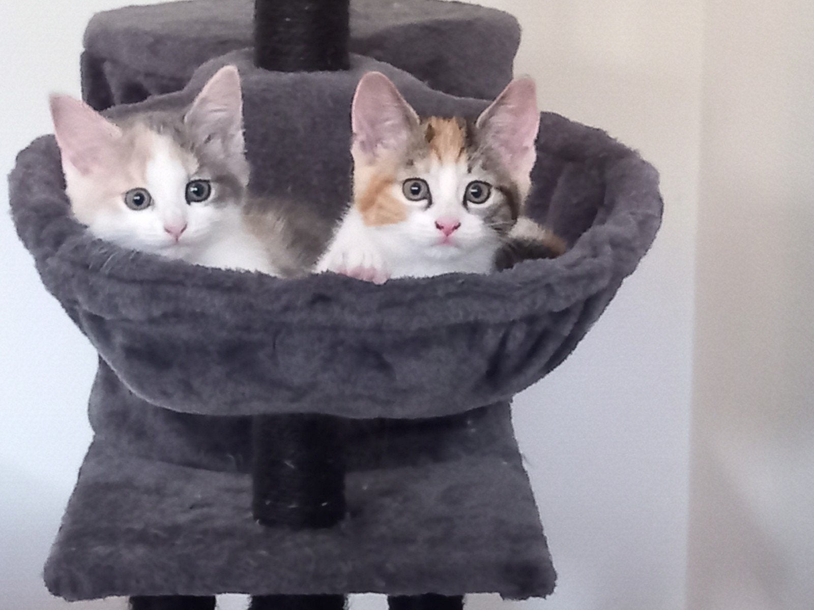 Blauwe rus X kittens, super sociaal en lief! Mogen verhuizen, Dieren en Toebehoren, Katten en Kittens | Raskatten | Korthaar, Meerdere dieren