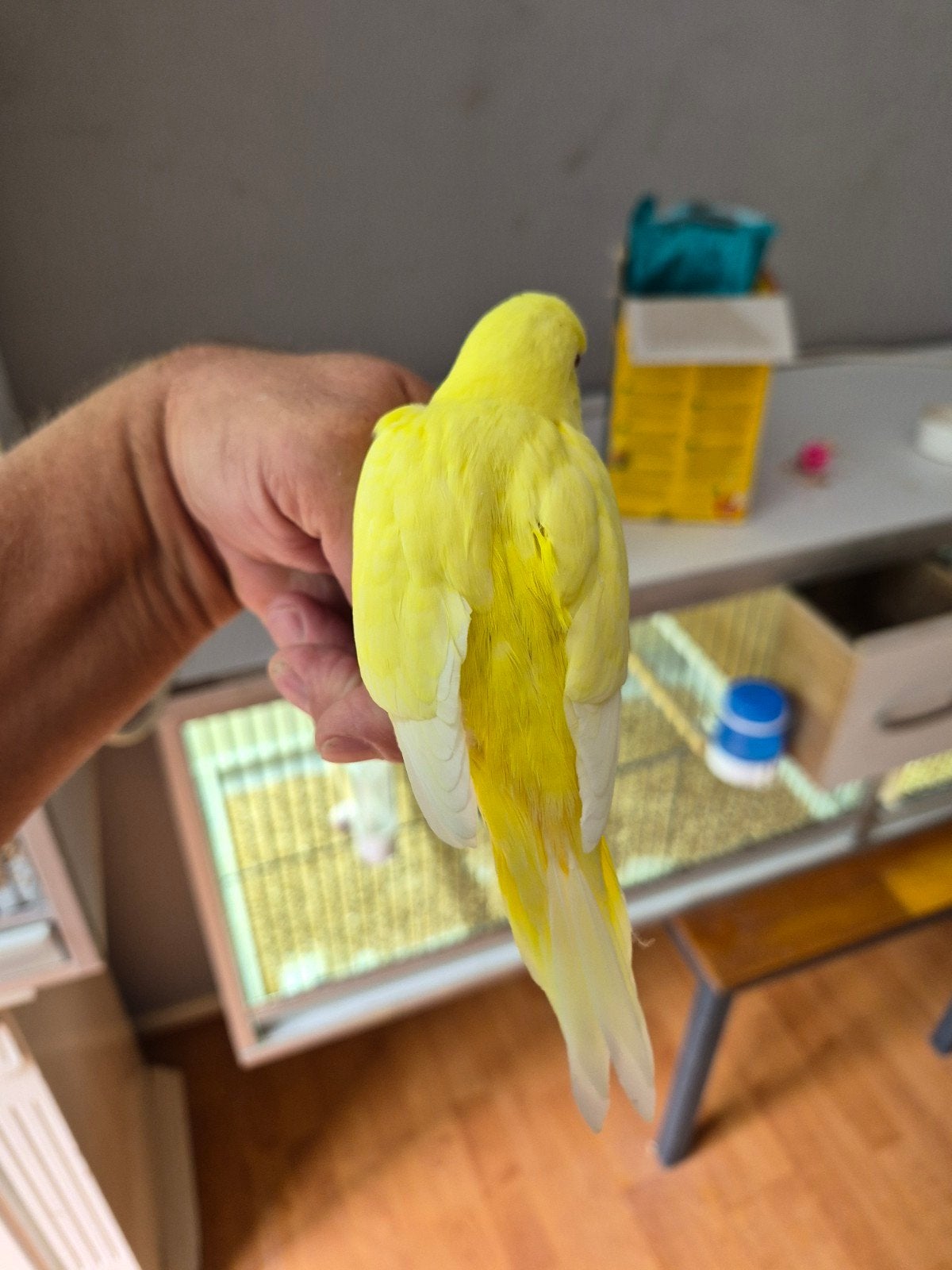 gele albino grasparkiet, Dieren en Toebehoren, Vogels | Parkieten en Papegaaien, Geslacht onbekend, Parkiet