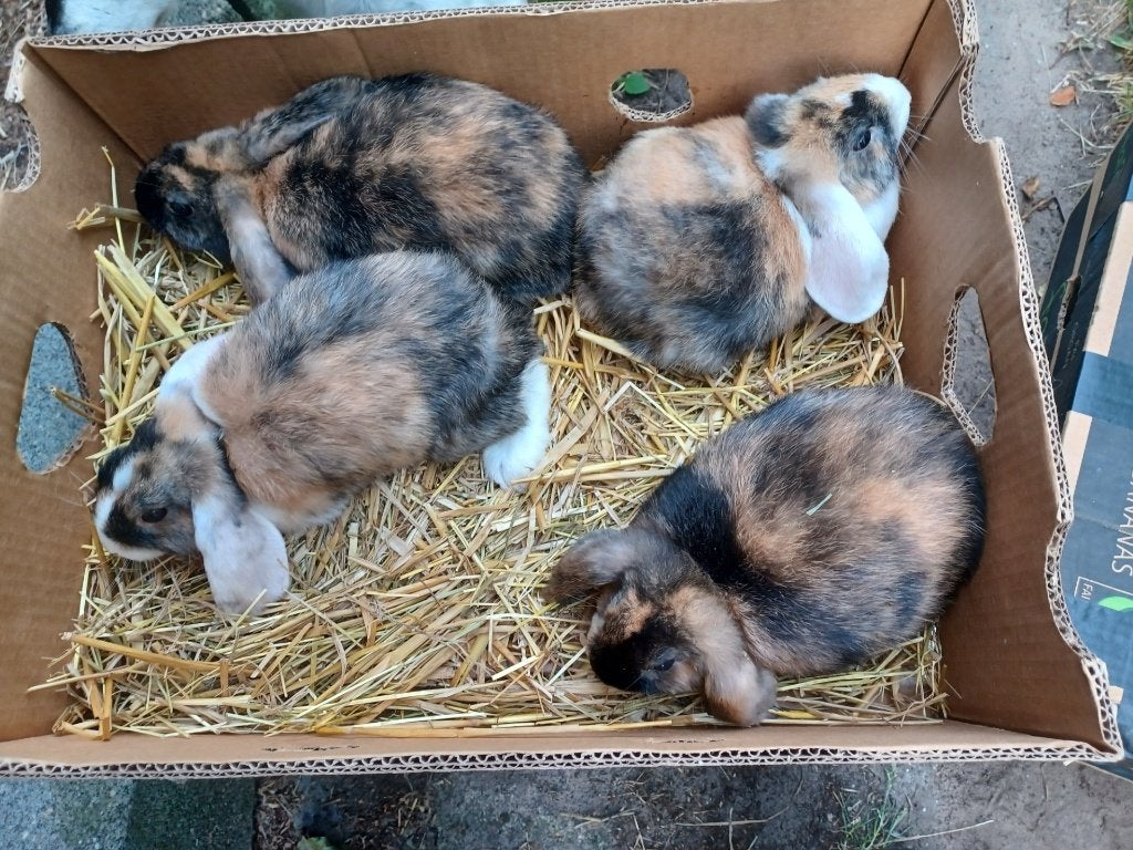 hangoortjes, Meerdere dieren, Dwerg