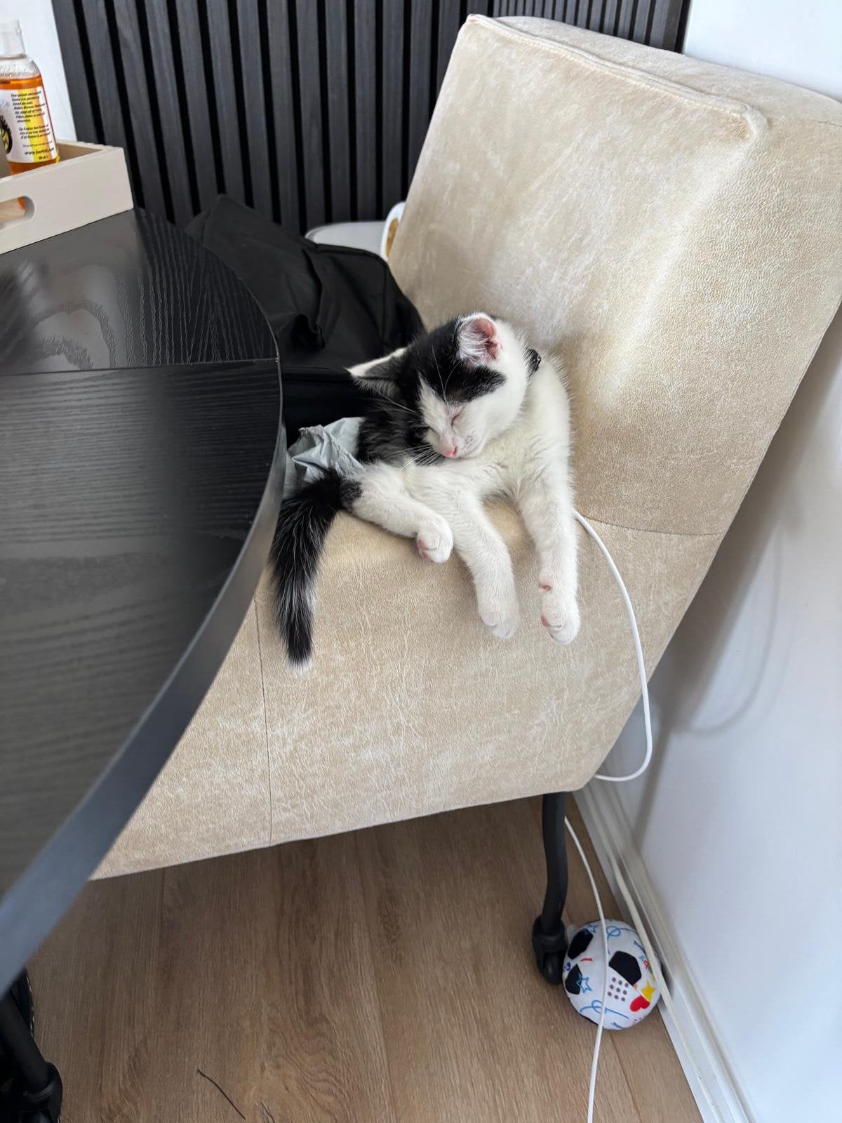 Lief zwart-wit kitten – geboren 16 mei – gezond & zindelijk, Dieren en Toebehoren, Katten en Kittens | Overige Katten, Kater, Kortharig