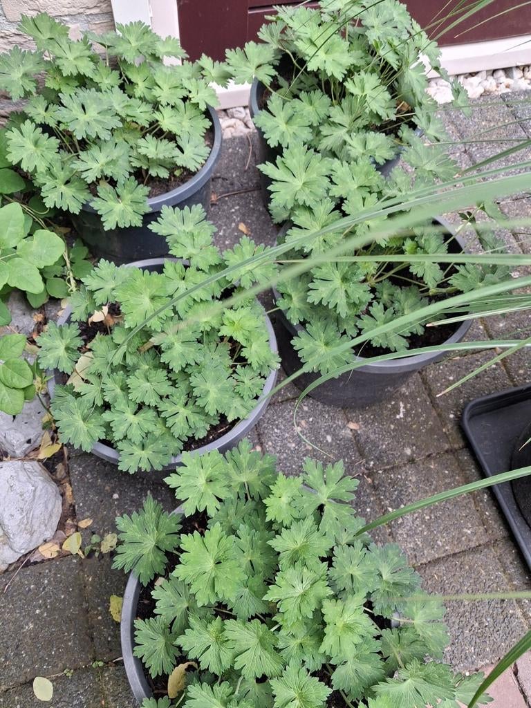 Geranium Rosanne grote potten, Ophalen, Zomer, Volle zon, Overige soorten