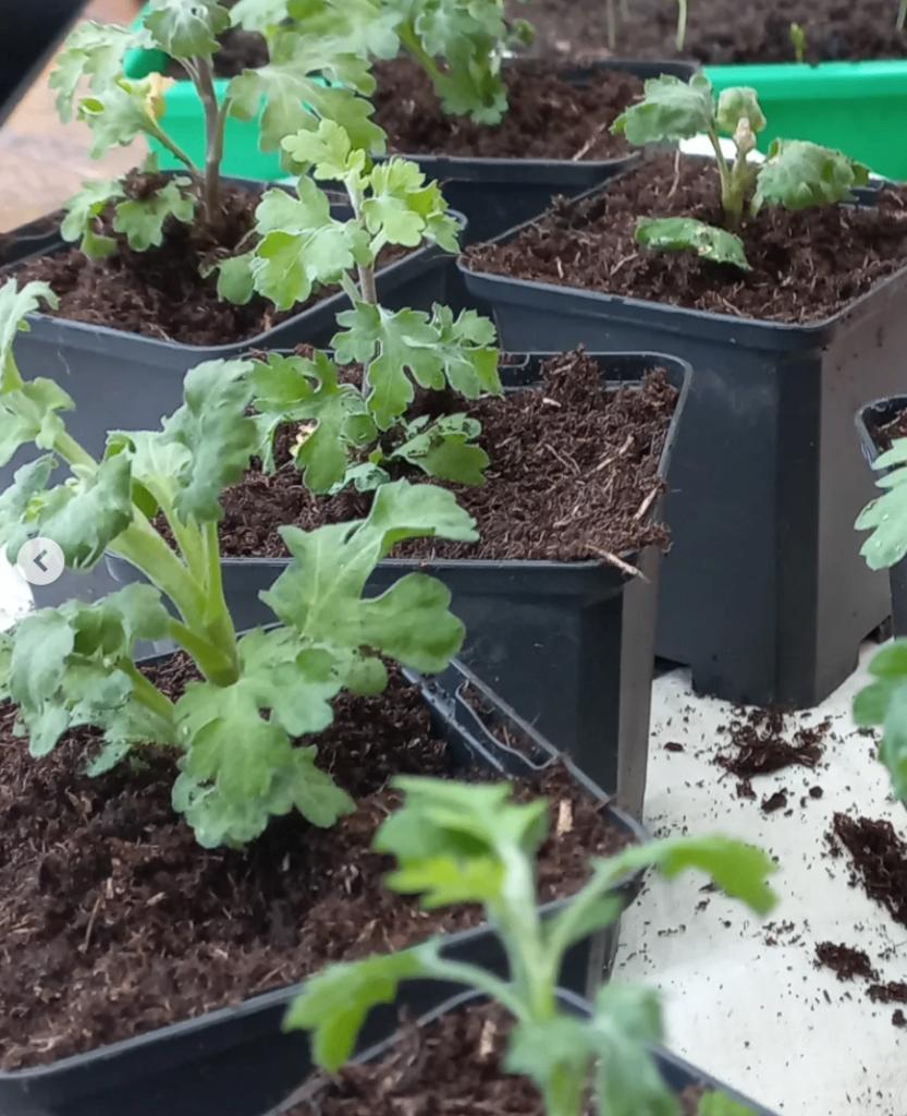 GEZOCHT:  kleurrijke chrysanten stekken!, Tuin en Terras, Ophalen, Overige soorten, Volle zon