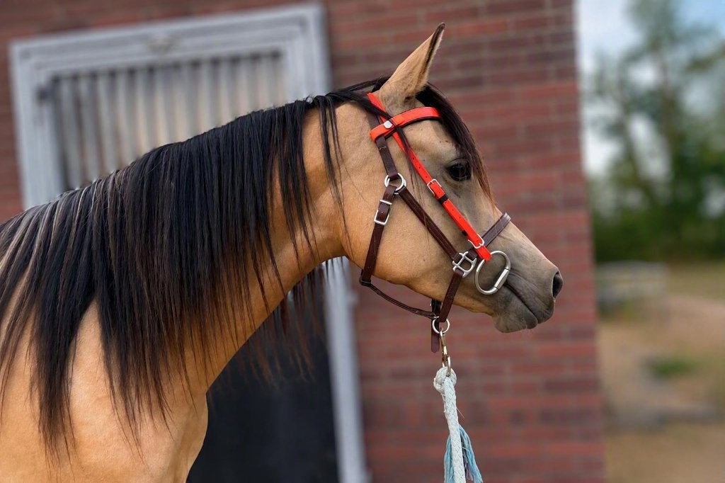 Chique 4jarige Allround nrps rijpony partbred arabier valk, Dieren en Toebehoren, Pony's, Merrie, Met stamboom, Zadelmak, 3 tot 6 jaar