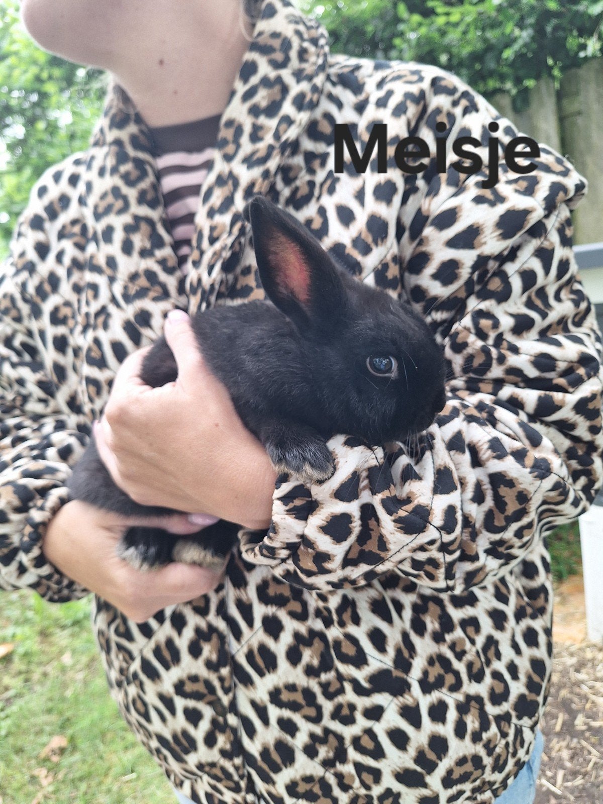 2 babykonijntjes te koop voedsters, Vrouwelijk, Middelgroot, 0 tot 2 jaar
