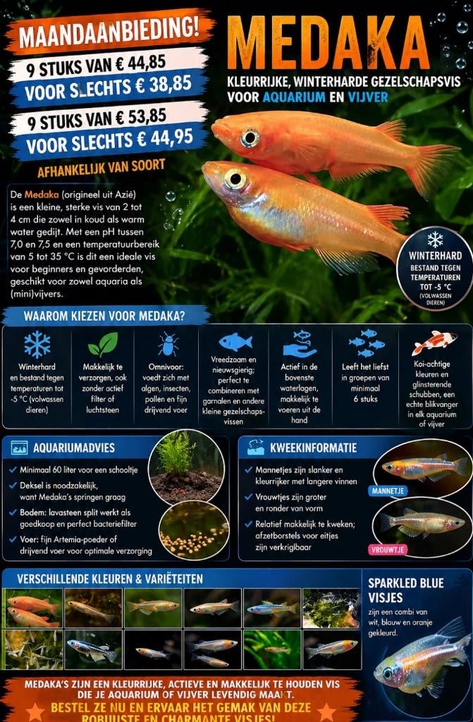 Medaka (vijver) visjes - Japanse rijstvisjes Oryzias latipes, Vis, Zoetwatervis