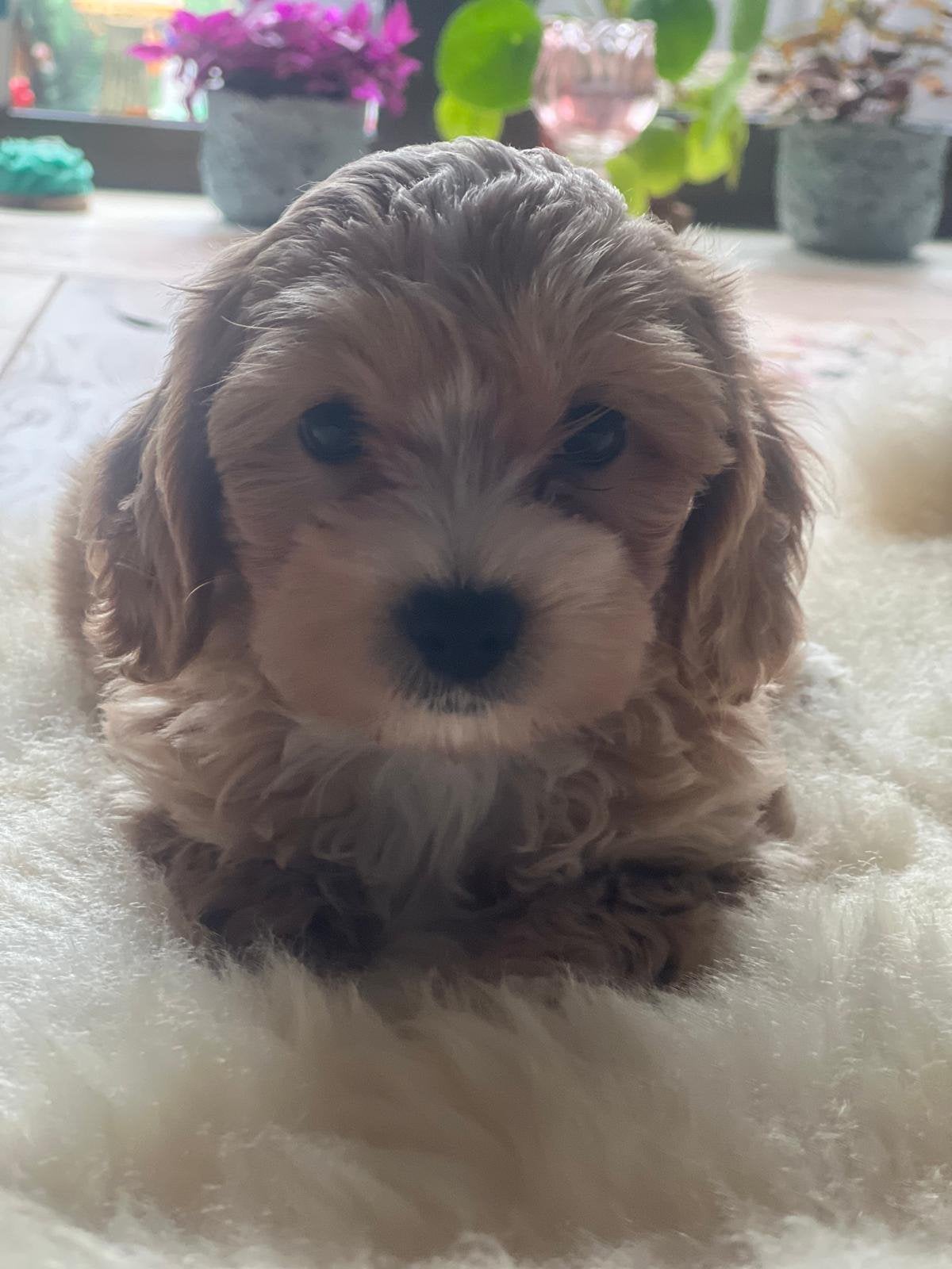 Maltipoo puppy’s abrikoos kleur, Dieren en Toebehoren, Honden | Chihuahua's en Gezelschapshonden, Parvo, Overige rassen, 8 tot 15 weken