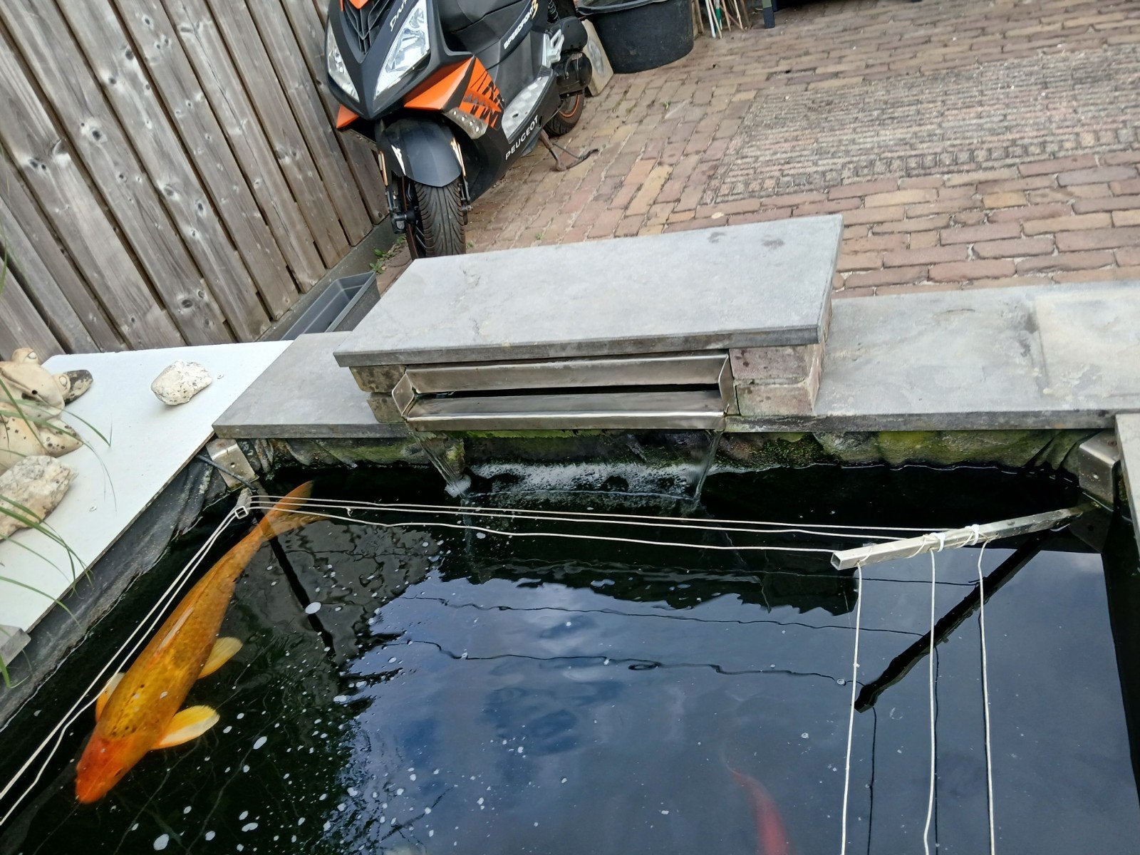 koi karpers, Karper of Koi