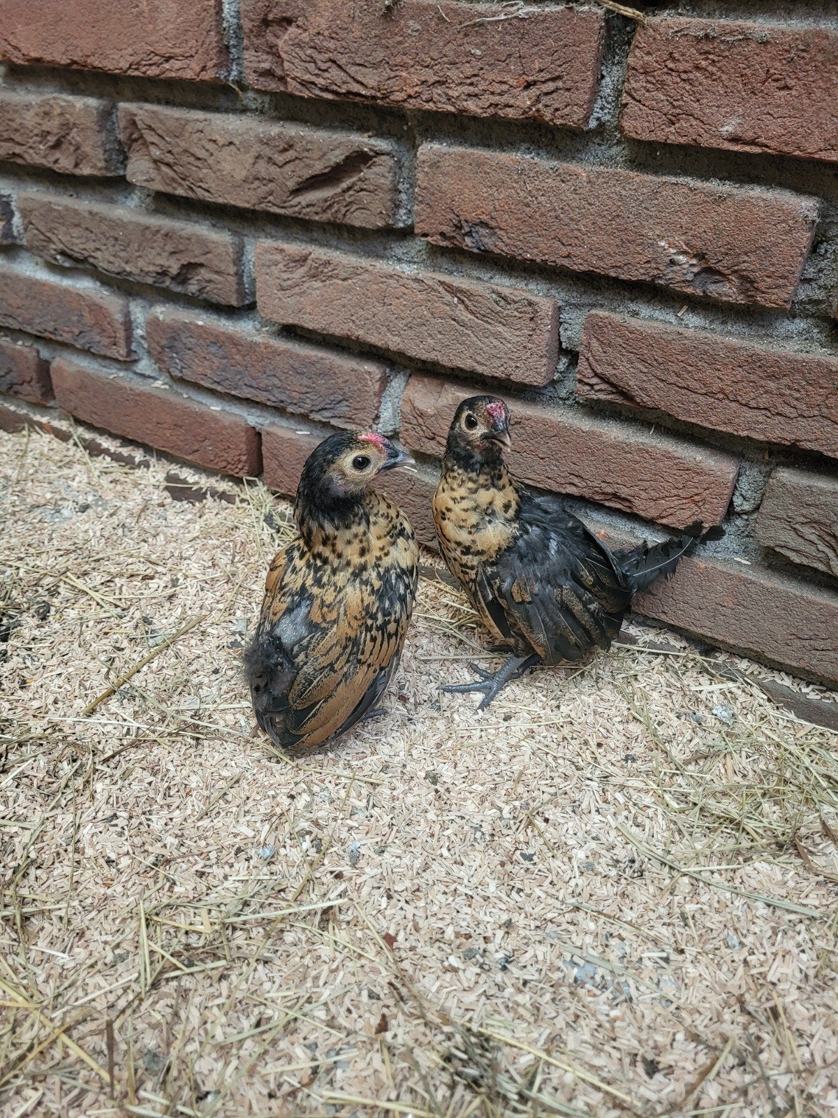 sebright kriel haantjes, Mannelijk, Kip