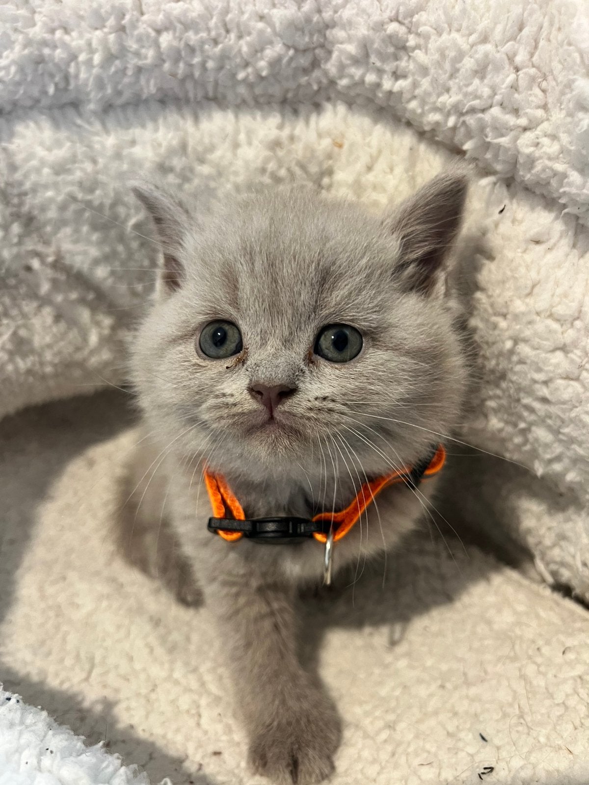 Britse korthaar kittens - ✅ Twee katertjes, Dieren en Toebehoren, Kater, Ontwormd, 0 tot 2 jaar