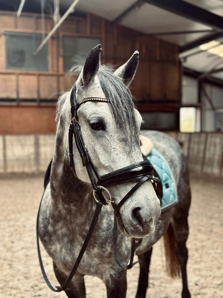 7 jarige schimmel merrie, D-pony, Dieren en Toebehoren, Pony's, B, 7 tot 10 jaar, Recreatiepony, D pony (1.37m tot 1.48m)