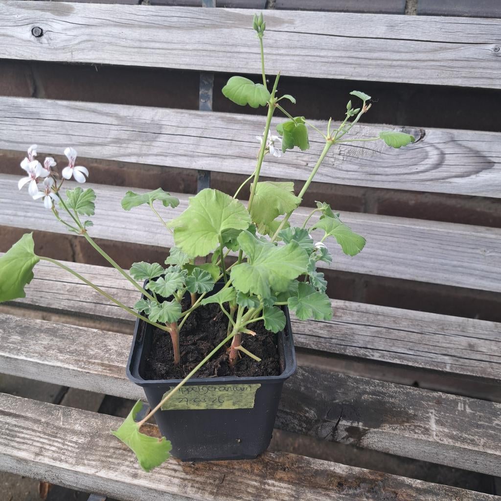 Appel Geranium stekken, Ophalen, Minder dan 100 cm, Overige soorten, Zomer