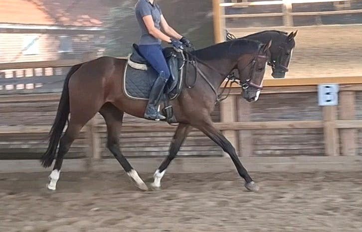 Superbraaf 5 jr recreatie-manege-sport paard 1,60 mtr, Merrie, 3 tot 6 jaar, 160 tot 165 cm, Recreatiepaard