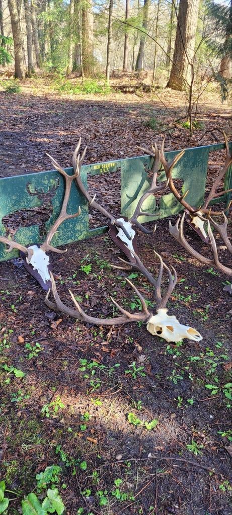 Edelhert gewei geweien jacht jagen Veluwe wild, Ophalen