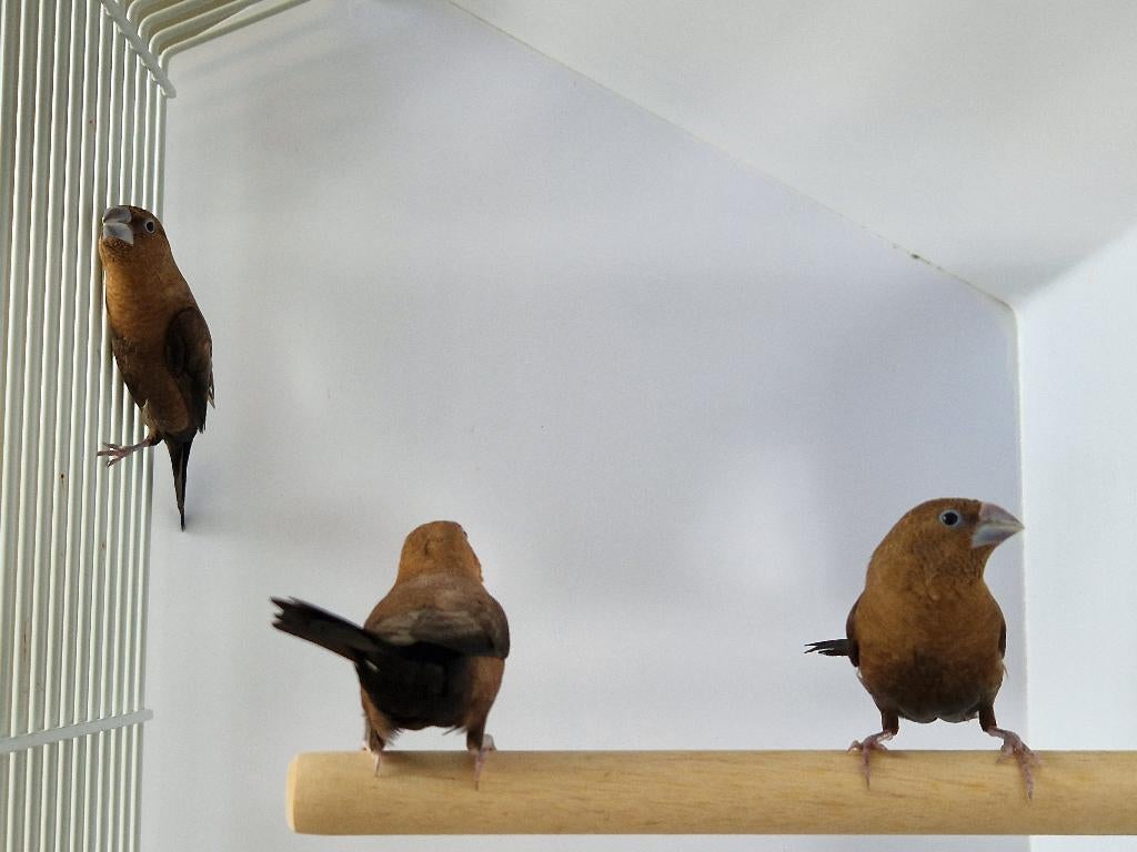 Tropische vogel | Japanse meeuw | Passend advies, Dieren en Toebehoren, Vogels | Overige Vogels, Meerdere dieren, Tropenvogel