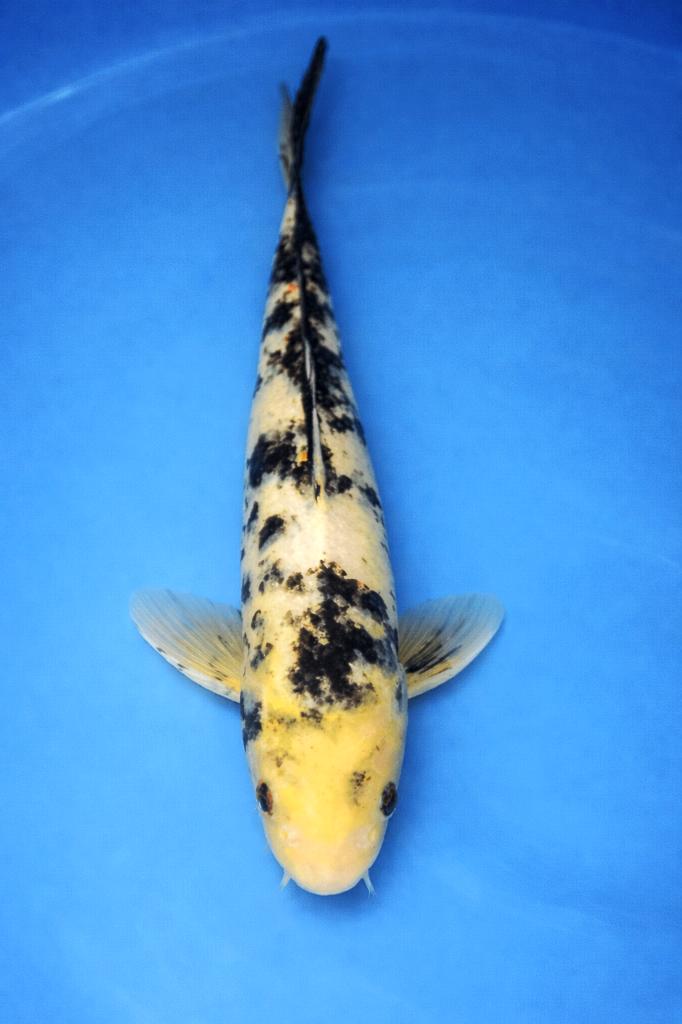 Shiro Utsuri 32-46 cm Sansai, Karper of Koi