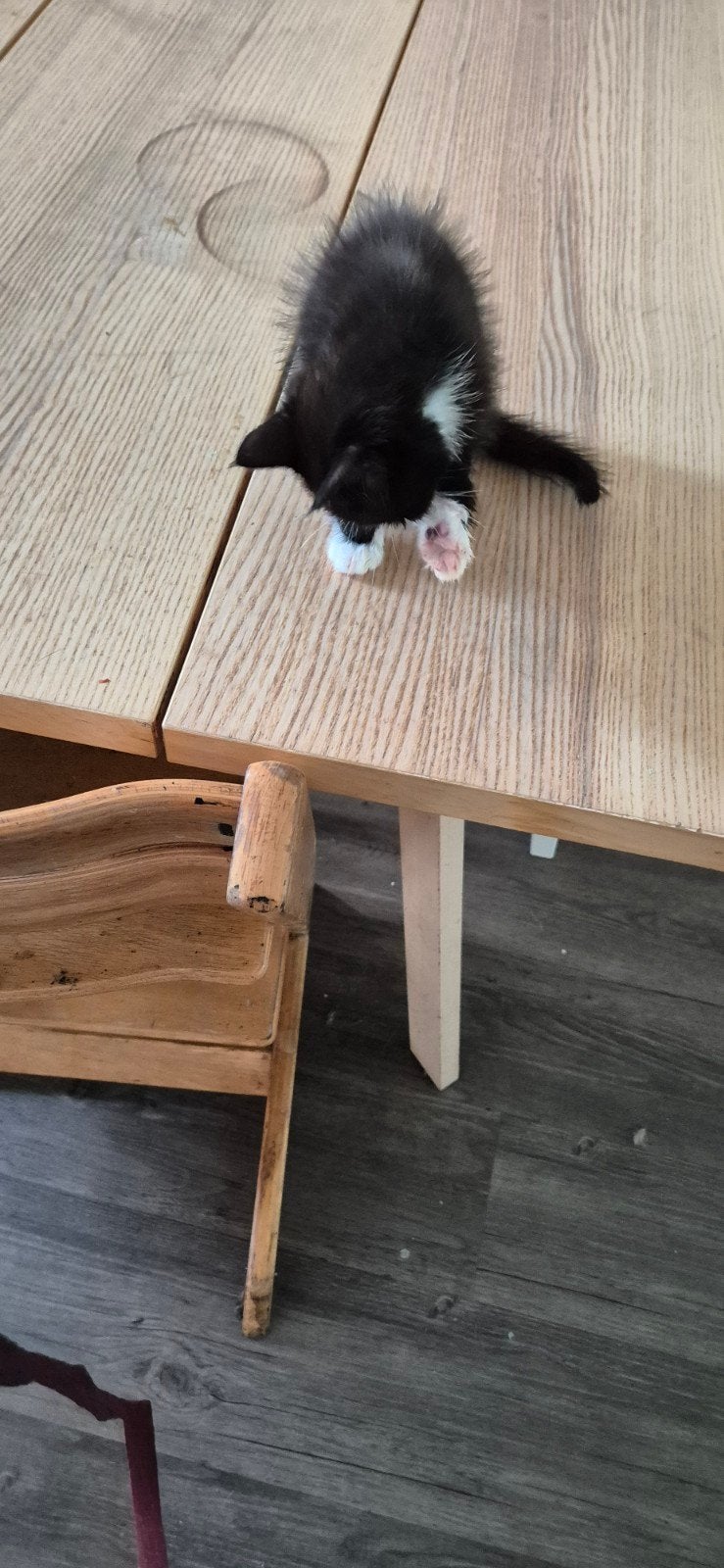 Main coon x europese  korthaar, Dieren en Toebehoren, Katten en Kittens | Raskatten | Langhaar, Kater