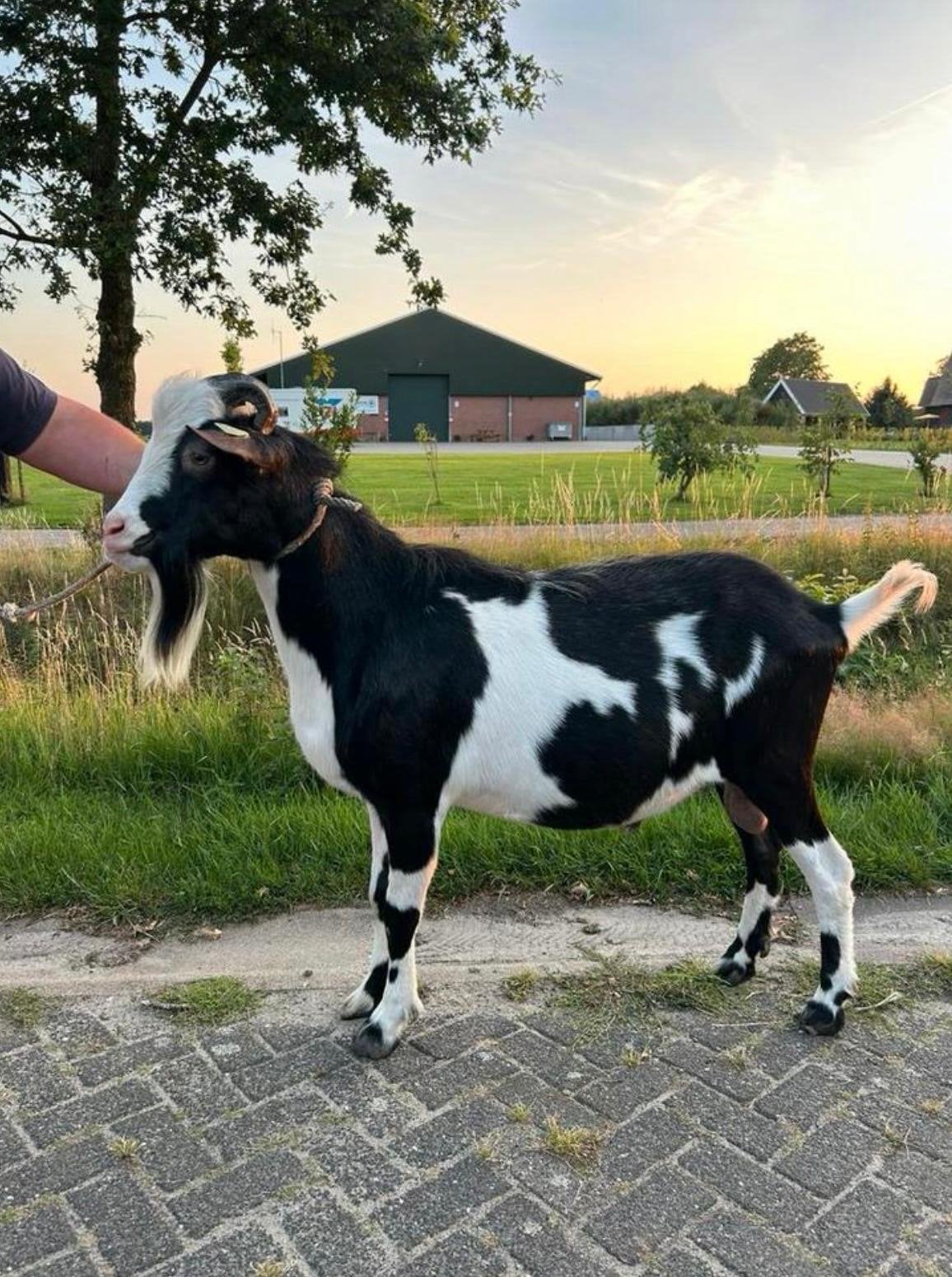 Dekbok