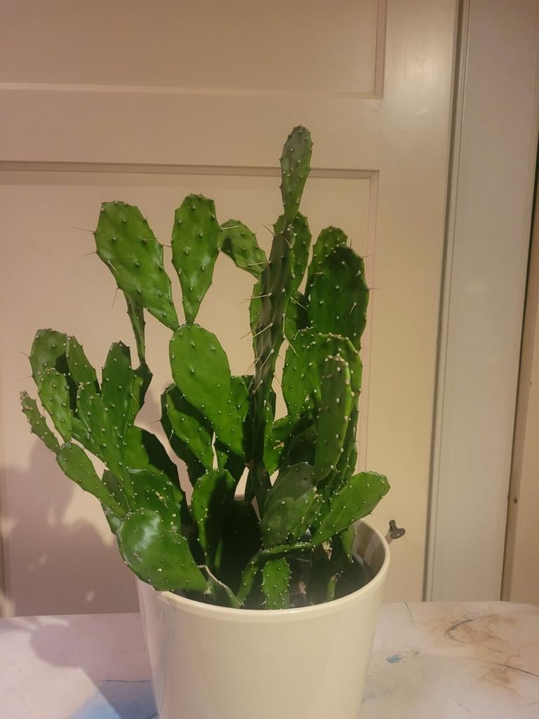 Grote Opuntia Cactus (Vijgcactus) met Gele Bloemen, Ophalen