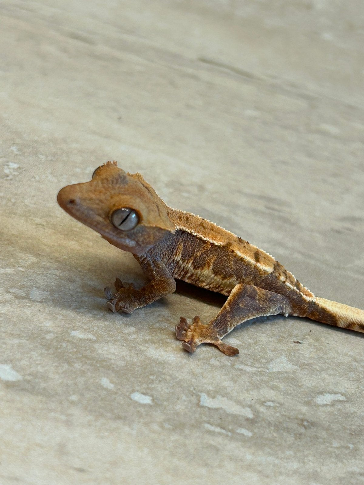 Wimper gecko - crested gecko, Dieren en Toebehoren, Reptielen en Amfibieën, Hagedis, 0 tot 2 jaar