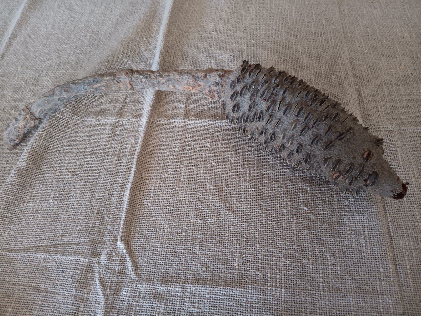 Banksia kegel, Ophalen of Verzenden